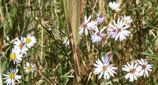 Aster maritime (aster tripolium)