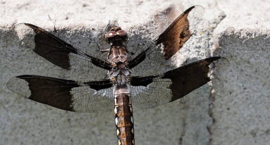 Libellule lydienne (Plathemis Lydia) mâle
