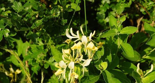 Chèvrefeuille des bois