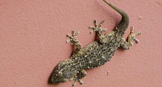 Gecko (Tarente de Maurétanie)
