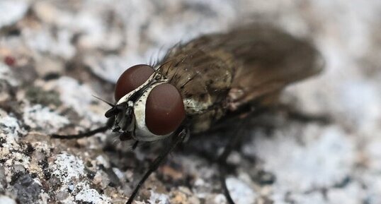 Leucophora obtusa