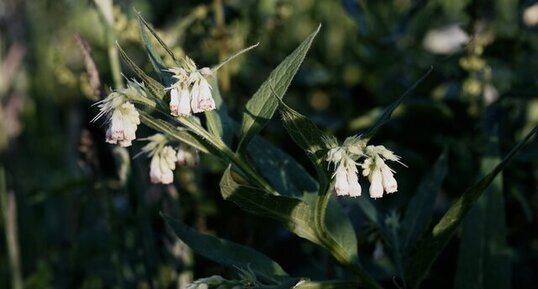 Consoude officinale