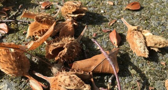 Faines (fruits et graines de hêtre)