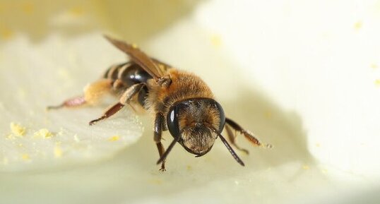 Genus Andrena