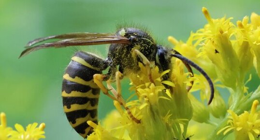 Guêpe jaune aérienne (Dolichovespula arenaria)