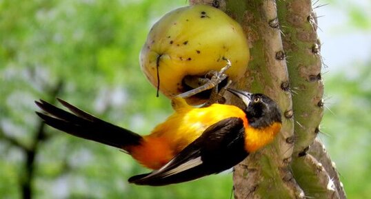 Icterus jamacaii