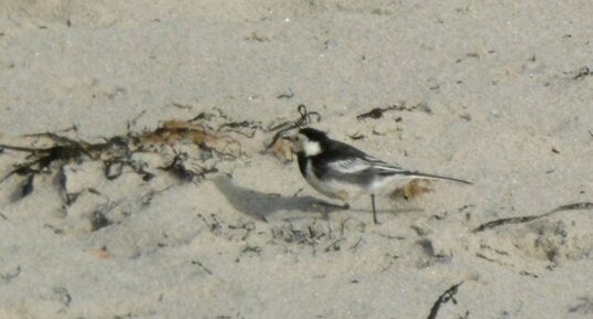 Bergeronnette de Yarrell