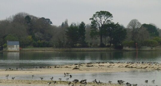 Oies bernaches cravant