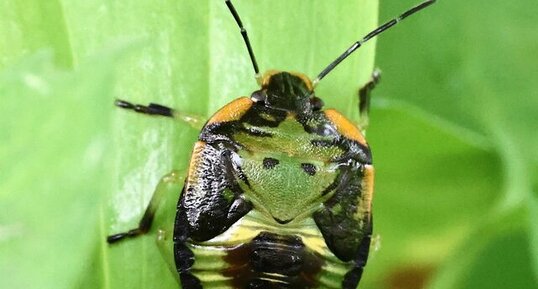Punaise verte fétide - nymphe (Chinavia hilaris)
