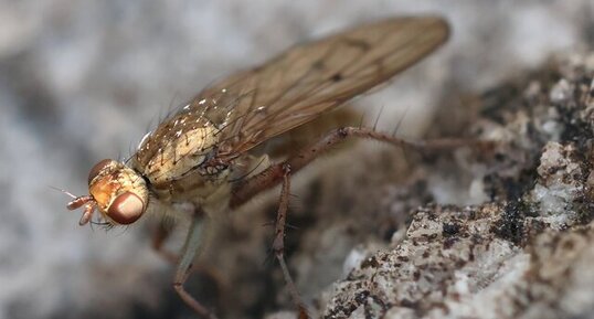 Scathaphoga furcata