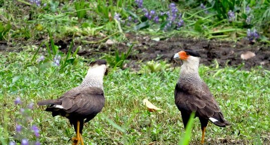 Caracara huppé