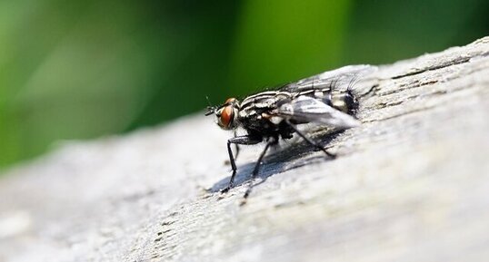 Mouche à damier