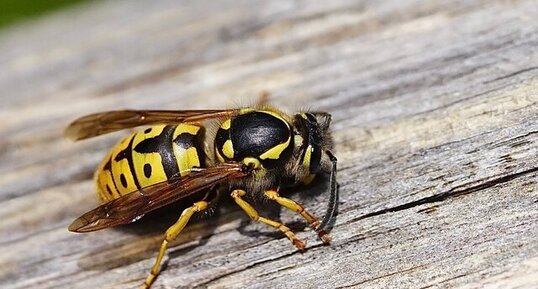 Polistes sp.