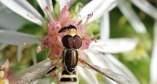 Syrphe géminé (Toxomerus geminatus) victime du champignon parasitaire (…)