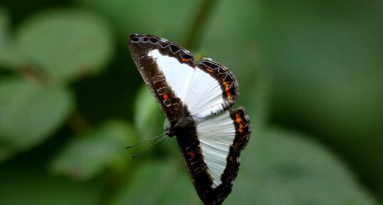 Papillon Synargis calyce