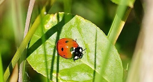 Coccinelle à 7 points