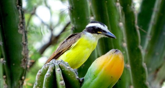 Pitangus sulphuratus