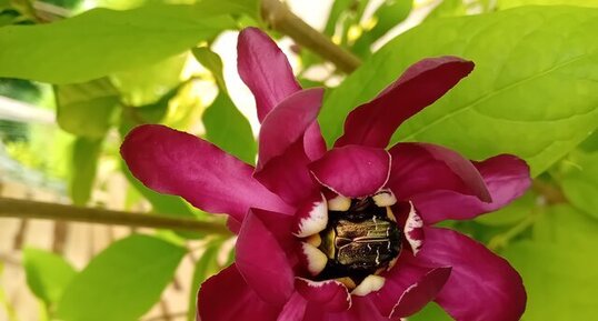 Citoine doré, calycanthe