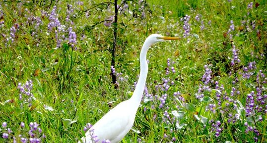 Grande Aigrette