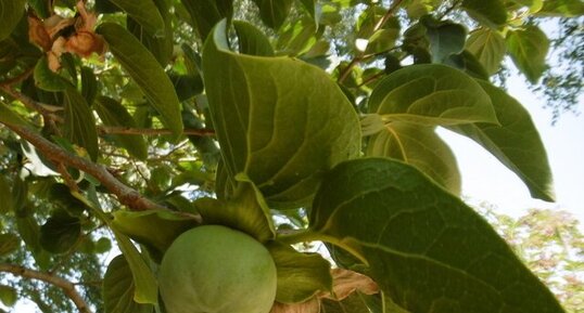 Kaki, fruit du plaqueminier