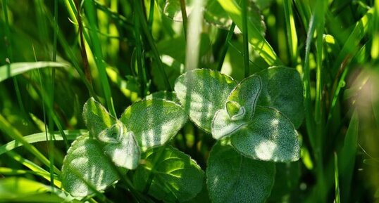 Menthe aquatique