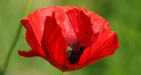 Coquelicot