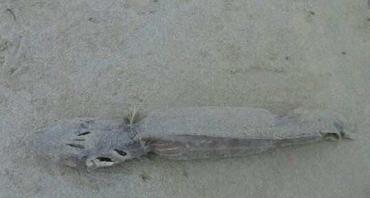 Créature marine non identifiée