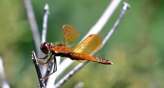Libellule Périthème délicate (Perithemis tenera) mâle