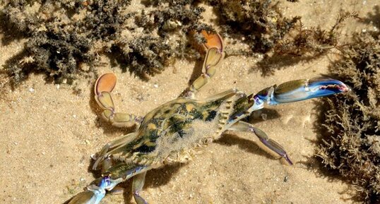 Crabe nageur