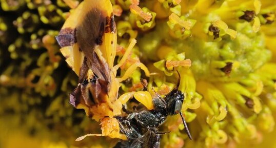 Punaise embusquée (Phymata americana) avec proie