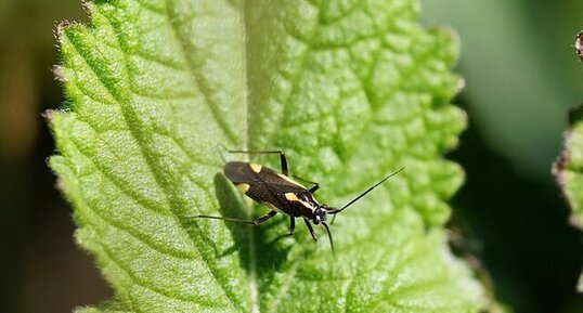 Capsodes flavomarginatus
