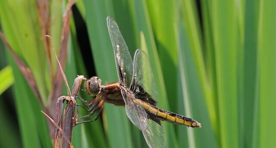 Libellule mélancolique (Libellula luctuosa) femelle