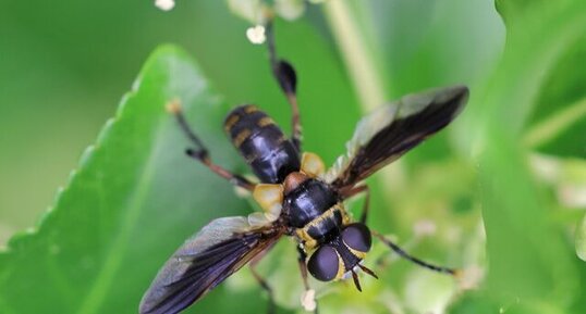 Mouche à plumes (Trichopoda plumipes)