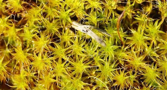 Tortula ruraliformis