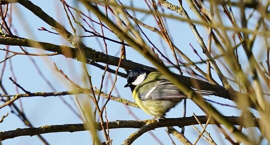 Mésange charbonnière