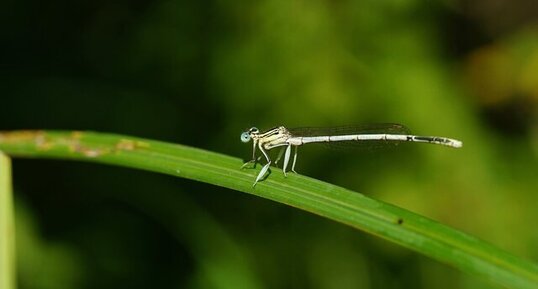 Agrion à larges pattes