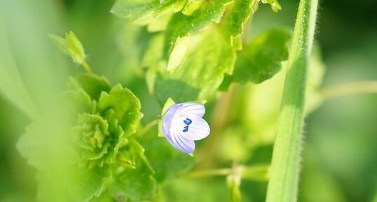 Véronique petit-chêne