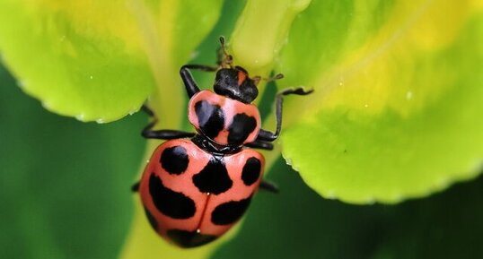 Coccinelle maculée (Coleomegilla maculata)