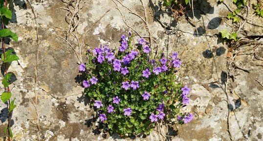 Campanule des murailles