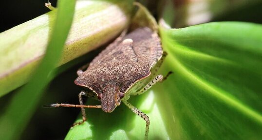 Punaise à trois taches (Euschistus tristigmus)
