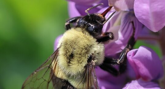 Bourdon fébrile (Bombus impatiens)