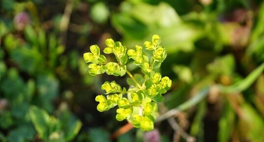 Euphorbe réveil-matin