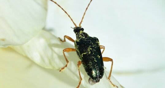 Longicorne à abdomen orange (Pseudogaurotina abdominalis)