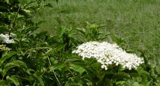 Sureau noir (sambucus nigra)