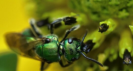 Abeille verte de la sueur (Augochlora pura)