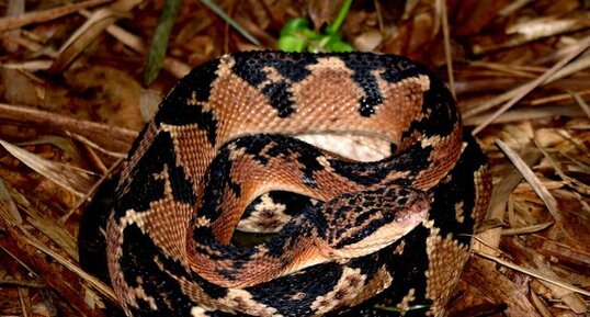 Serpent Lachesis rhombeata