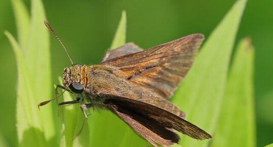 Hespérie rurale (Euphyes vestris)