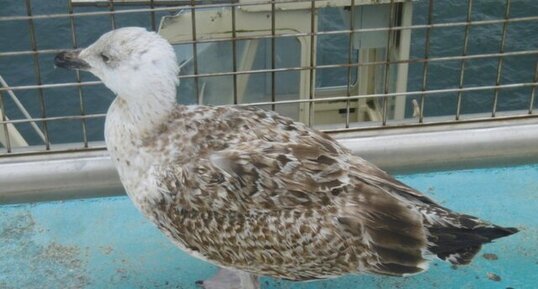 Jeune goéland marin (Larus marinus)