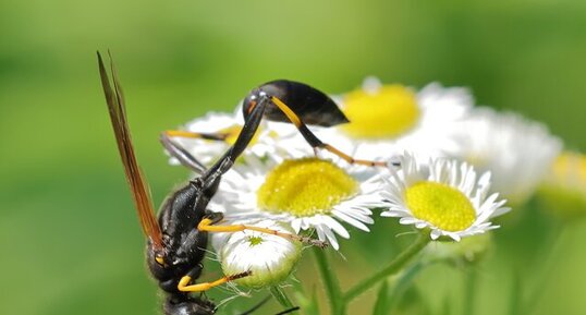 Pélopée maçonne (Sceliphron caementarium)