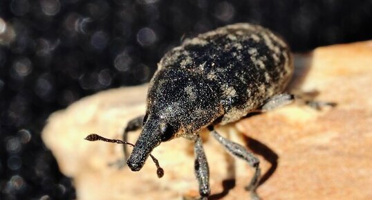 Charançon travailleur (Larinus turbinatus)
